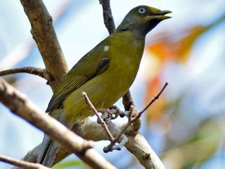 All You Need To Know About Gudavi Bird Sanctuary In Soraba