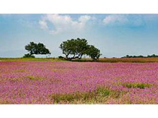 Kaas Plateau – The Valley Of Flowers In Maharashtra