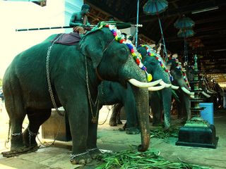 Visit The Famous Koodalmanikyam Temple In Kerala