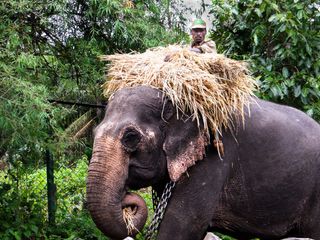 A Day With Elephants: Sakrebailu Elephant Camp In Shimoga