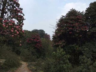 Trek Through The Pink Blossoms At The Barsey Rhododendron Sanctuary