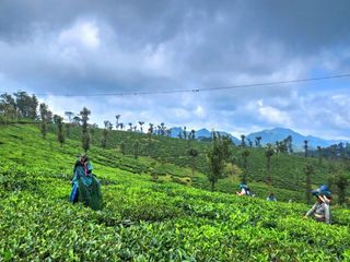 A Guide To Nelliyampathy: Nature At Its Best