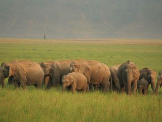 Up And Close With Wildlife At The Rajaji National Park