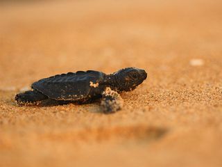 Velas - Home To Olive Ridley Turtles