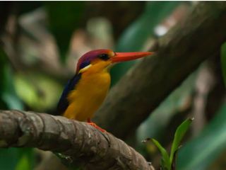 World Wildlife Day 2022: Must-Visit Places In India For Birdwatchers 