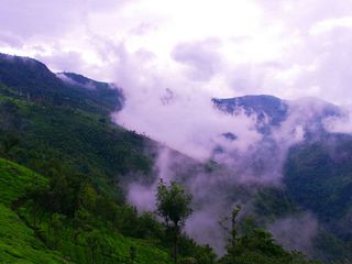  The Tea Gardens Of Coonoor In The Nilgiris