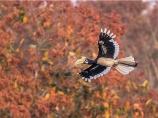 Ganeshgudi In Karnataka: Paradise For Birdwatchers