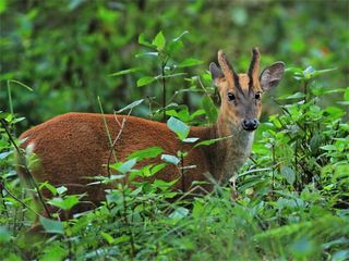A Road Trip From Siliguri To Senchal Wildlife Sanctuary