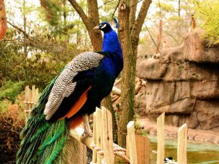 Morachi Chincholi – The Town Of The Dancing Peacocks