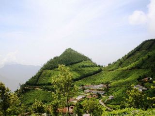 The World's Highest Tea Plantation