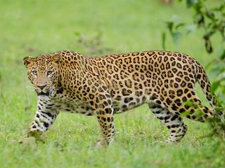 City To Safari! Visit The Wildlife Of Nagarhole National Park