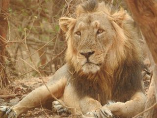 Amazing Jungle Safaris In India