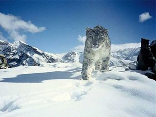 Stunning Destinations In India To Catch A Glimpse Of The Most Elusive Animals