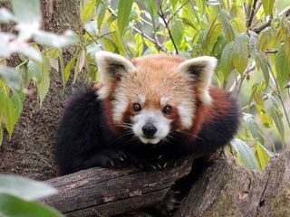 You Need To Visit This Zoo Of Cute Red Pandas In Darjeeling ASAP!