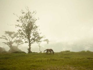 A Heart-Melting Road Trip From Kalimpong To Siliguri