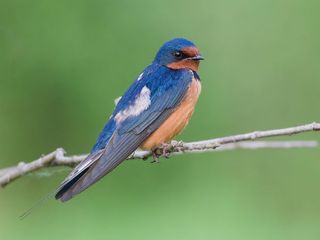 Attiveri Bird Sanctuary In Uttara Kannada 