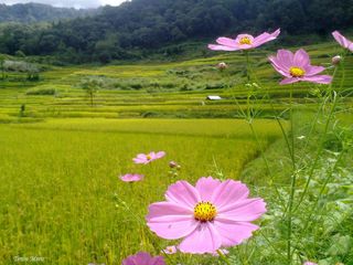 An Uplifting Trek To The Spectacular Dzukou Valley In Nagaland