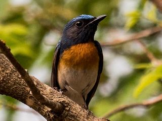 Visit These 7 Less-explored Bird Sanctuaries Of India