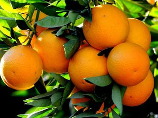 The Orange Festival Of Jampui Hills At Tripura