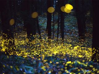 5 Best Places To Witness Fireflies Near Mumbai!