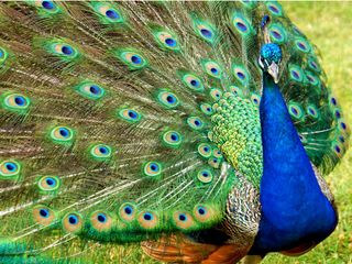 5 Best Places To Witness Peacocks During Monsoon In India