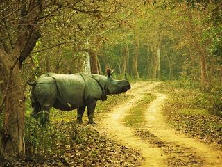 10 Best Things To Do To Experience The Essence Of Assam!