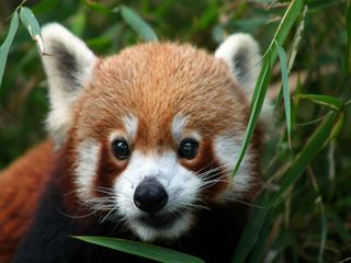 Where To Find The Mysterious Red Panda In India