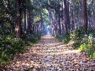 Get A Dose Of Wildlife At The Dudhwa National Park