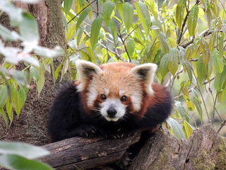 World Zoo Day: Endangered Animals And Where To Find Them In India