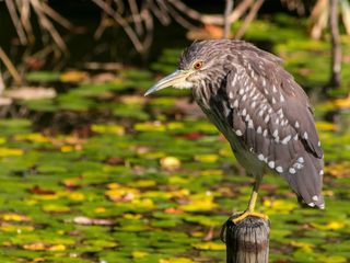 Bengaluru To Mandagadde Bird Sanctuary – A Chirpy Ride!