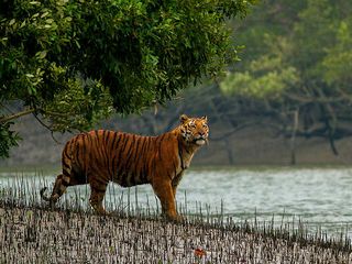 World Wildlife Day 2022: Witness Bengal Tigers Galore At The Sundarbans National Park 