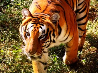 Top 6 Zoos In India That You Cannot Miss! 