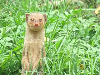 A Walk In the Wilderness At Panna National Park