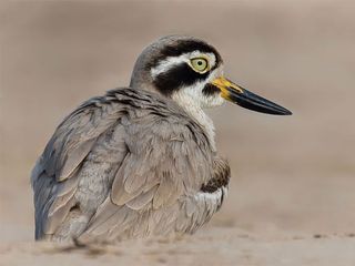 A City As Beautiful And Vibrant As Its Name - Morena