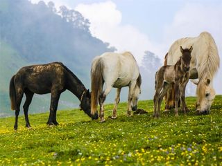 10 Serene Places To Visit In Uttarkashi