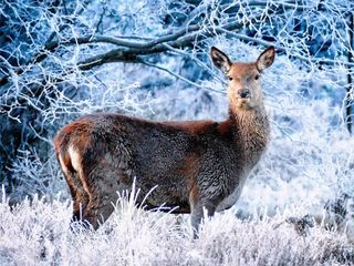 Breathe In The Himalayan Wilderness At Askot Musk Deer Sanctuary 