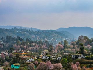 Do You Know About The Cherry Blossom Festival Happening In Shillong?