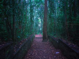 The Sacred Grove Of Iringole Kavu