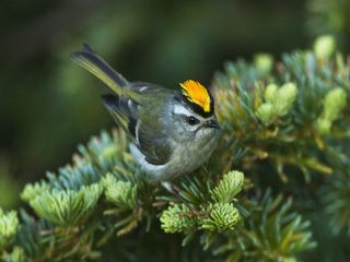 To The Hill Retreat Of Pangot From Delhi 