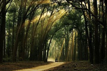 Explore Wildlife At The Jim Corbett National Park