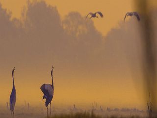 Enjoy The Tweeting Of Birds At The Keoladeo National Park
