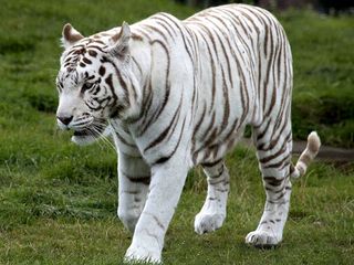 Expedition To Rewa - World's First White Tiger Sanctuary