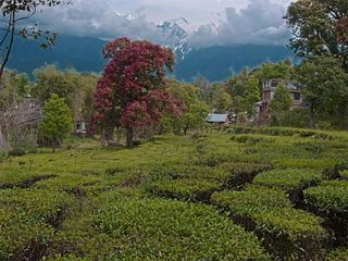 From Delhi To Palampur – The Tea Capital Of North India