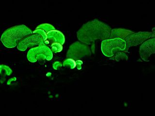 Did You Know About This Mysterious Glowing Forest In India?