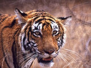  World Wildlife Day 2022: Witness The Royal Bengal Tigers At Ranthambore