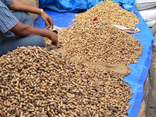 Head To Basavangudi This Weekend For Bengaluru's Groundnut Fair: Kadalekai Parishe