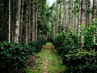 Vacation For Coffee Lovers - 5 Best Coffee Plantation Destinations In India