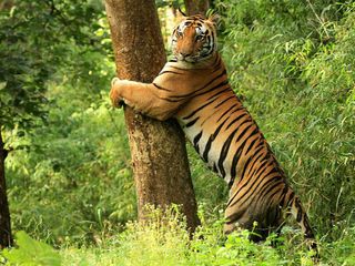 World Wildlife Day 2022: 12 Destinations For Best Jungle Safaris In North India