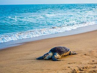 Travel With Your Pets To These Beautiful Destinations In India