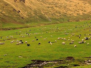 Take A Fishing Trip To Rohru, A Scenic Town Of Himachal Pradesh